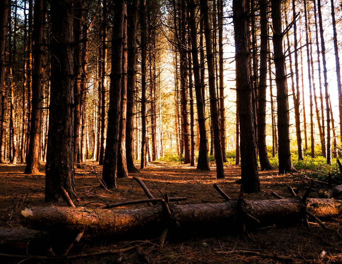 Bois de chauffage de qualité